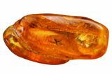 Two Fossil Flies (Diptera) In Baltic Amber #159779-2